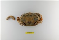 藏品(繡花脊熟若蟹)的圖片